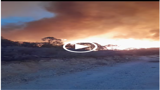 ياربي السلامة.. حريق غابات تفوغالة