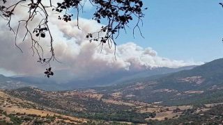 حريق مُهول يأتي على غابة “مغراوة” بإقليم تازة