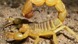 لسعة عقرب تنهي حياة طفلة بإقليم خريبكة