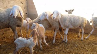 رغم المنع .. استمرار ذبح 700 رأس من “الخروفة” يوميا في الدار البيضاء