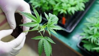 القنب الهندي لعلاج الصرع.. تطوير أول دواء جنيس مغربي