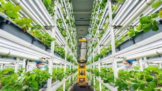 علماء أحياء صينيون يخترعون مادة نانوية جديدة لتعزيز التمثيل الضوئي للنباتات