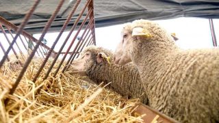 وزارة الفلاحة تكشف عن تكلفة الدعم الحكومي للاستيراد الاستثنائي لأغنام عيد الأضحى برسم سنتي 2023و 2024