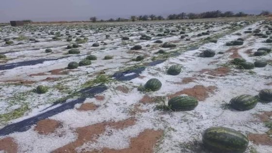 زاكورة تستقبل أمطار الخير وسط ارتياح الفلاحين وتحذيرات من الأضرار