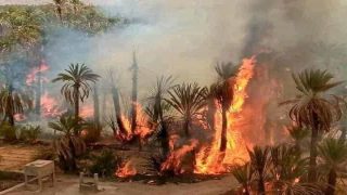 حرائق واحات الجنوب الشرقي… نزيف صامت يلتهم النخيل والذاكرة
