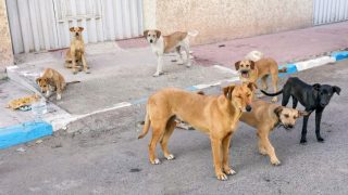 مشروع قانون بالمغرب يوازن بين حماية السكان ورعاية الحيوانات الضالة