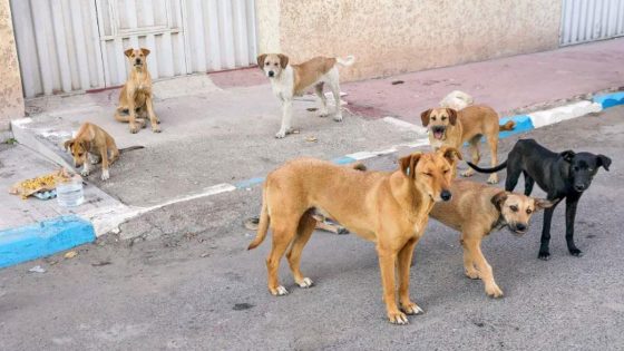 مشروع قانون بالمغرب يوازن بين حماية السكان ورعاية الحيوانات الضالة