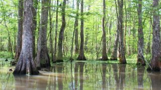 20 في المائة من الأراضي الرطبة في العالم قد تختفي بحلول 2050