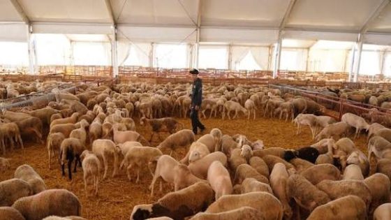 ابتداءً من نونبر.. الحكومة تطلق الدعم المباشر لمربي الماشية في مختلف مناطق المغرب