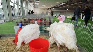 بمشاركة أزيد من 450 عارضاً من داخل المغرب وخارجه.. انطلاق الدورة السادسة والعشرين لمعرض “دواجن 2025” بمدينة الجديدة