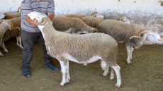 اجتماع بالرباط لتقييم سوق أعلاف الماشية وجمعية AFAC تؤكد استقرار الأسعار وانخراطها في إنجاح برنامج إعادة تكوين القطيع